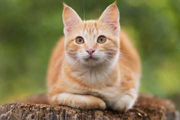 cute red kitten sitting on a tree stump in the yard, the cat walks on rural nature, pets concept