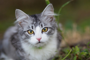 Naklejka na ściany i meble face of a funny kitten looking up, portrait of a cat outdoors