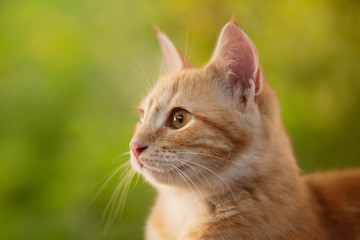 summer portrait of a red cat on a background of greenery, pets concept, cute kitten walks in the yard