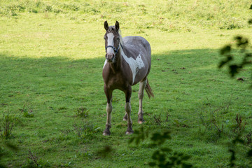 Obraz na płótnie Canvas Horse on the range beside a hiking trail near St Issey in northern Cornwall, UK.