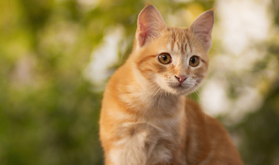 summer portrait of a red cat on a background of greenery, pets concept, cute kitten walks in the yard