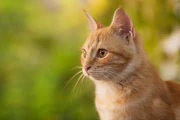 summer portrait of a red cat on a background of greenery, pets concept, cute kitten walks in the yard
