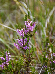 picture with fragments of pink bog plant on fuzzy background
