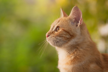 summer portrait of a red cat on a background of greenery, pets concept, cute kitten walks in the yard