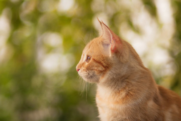 summer portrait of a red cat on a background of greenery, pets concept, cute kitten walks in the yard