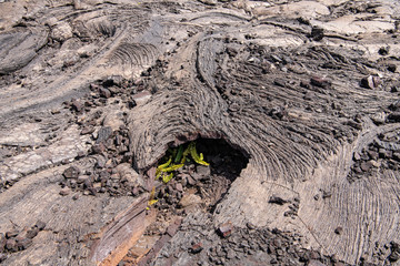 signs of new life growing in a lava tube with texture of lava flow all around on the Big Island of hawaii