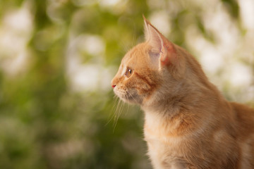 summer portrait of a red cat on a background of greenery, pets concept, cute kitten walks in the yard