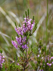 picture with fragments of pink bog plant on fuzzy background