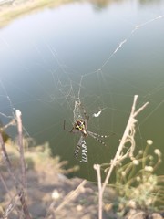  Colored spider on the web