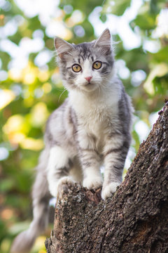 cute kitten climbs a tree trunk in the garden, a curious pet walking, hunting and playing outdoors in summer