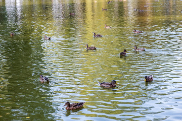 Grey duck bird swimming in a lake in summer.