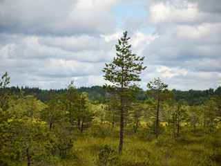 view from the watchtower to the bog, green bog grass and bog pines