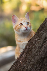 cute kitten peeping from behind the tree trunk in the garden, a curious pet walking, hunting and playing outdoors in summer