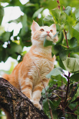 portrait of ginger kitten in green foliage sitting on tree in the garden, a curious pet walking, hunting and playing outdoors in summer