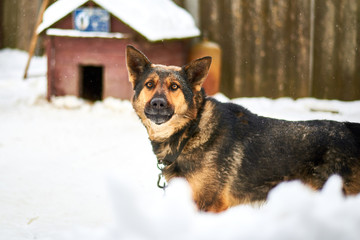 A large dog on a chain barks guarding the territory in winter.