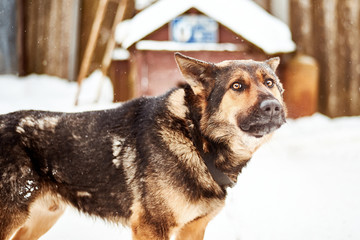 A large dog on a chain guards the yard in winter.