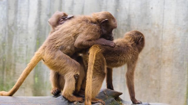 Close up of three bleeding heart monkeys grooming each other and one walks away.