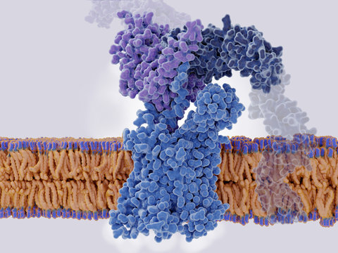 HIV-1 envelope glycoprotein (violet) interacts with a CD4 receptor (dark blue)  and a chemokine receptor CCR5