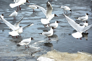 Flying seagulls on a river bank covered in ice in winter