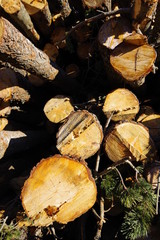 Coupe de forôt de bois d'arbre pour faire du bois de chauffage