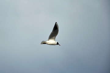 Flying seagull in the sky in winter