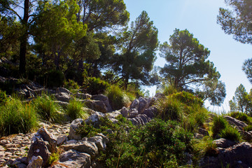 View of Forest around the Santuari del Puig de Maria, Mallorca, Spain 2018 - 314526132