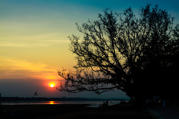 solitary  tree in golden sunset