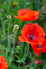 Red scarlet delicious poppy, used in the food bakery industry as a food additive.