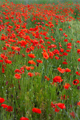 Fototapeta premium Mak czerwony szkarłatny, stosowany w przemyśle piekarniczym jako dodatek do żywności.