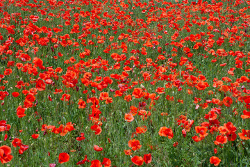 Red scarlet delicious poppy, used in the food bakery industry as a food additive.
