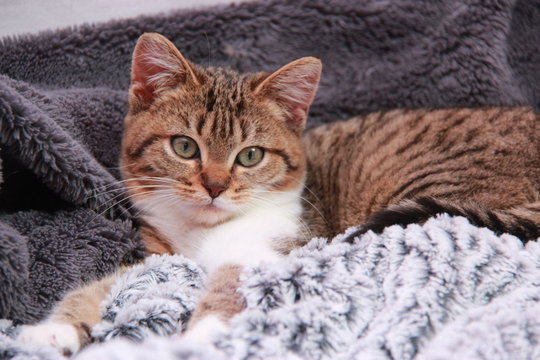 Sieste de chat et chaton