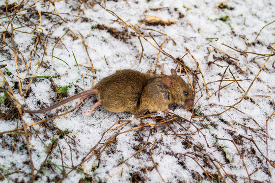 the mouse died in the snow