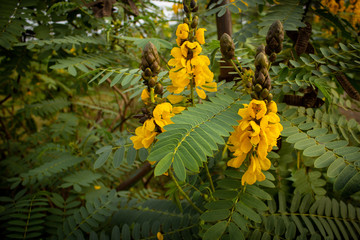 Fototapeta na wymiar Beautiful yellow flowers commonly called as popcorn cassia (Senna didymobotrya) seen in Masinagudi, Mudumalai National Park, Tamil Nadu - Karnataka State border, India.