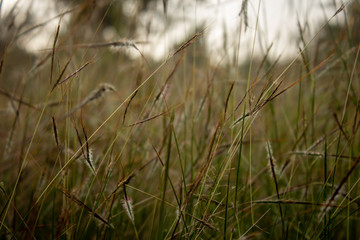 Obraz na płótnie Canvas Close view of the wild grass growth along the forest area in Masinagudi, Mudumalai National Park, Tamil Nadu - Karnataka State border, India. Use for nature concept