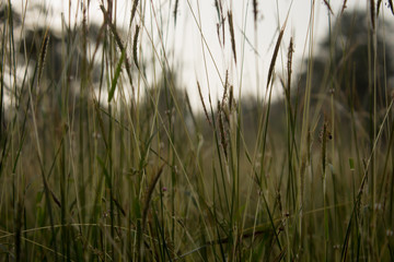 Obraz na płótnie Canvas Close view of the wild grass growth along the forest area in Masinagudi, Mudumalai National Park, Tamil Nadu - Karnataka State border, India. Use for nature concept