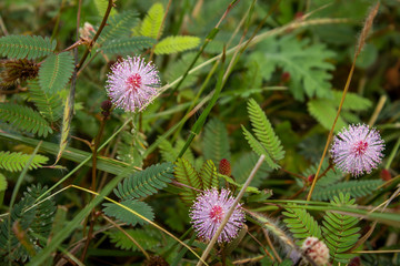 Mimosa pudica flower from Masinagudi, Mudumalai National Park, Tamil Nadu - Karnataka State border, India. Touch me not flowering plant.