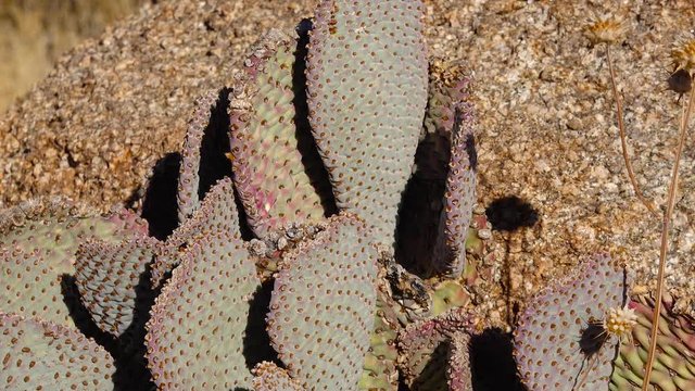 Cacti in the Arizona desert. Golden prickly pear (Opuntia aurea, O. basilaris var. aurea)