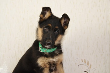  Portrait of a two-month-old puppy of a German shepherd of black color in a green collar with favorite toys of red color.