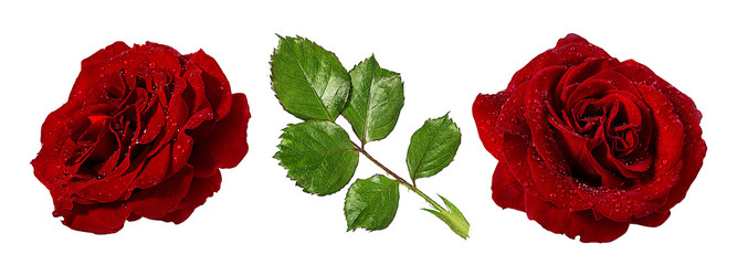 Fresh beautiful roses with dewdrops isolated on white background with clipping path