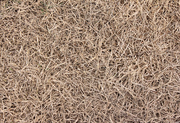background texture straw dry grass