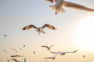 Seagulls flying at the pangpoo