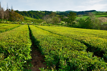 Fototapeta na wymiar Tea farm