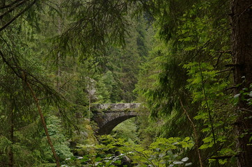 Bridge in the forest