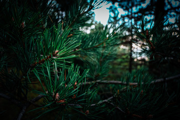 Dark evergreen pine tree green needles branch. Fir-tree, conifer, close up. Deep woods background.