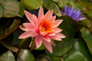 Nymphaea (water lily)