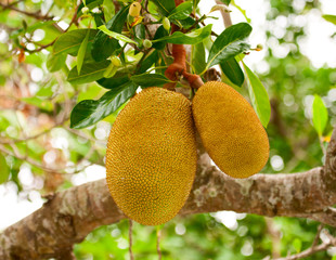 Jackfruit