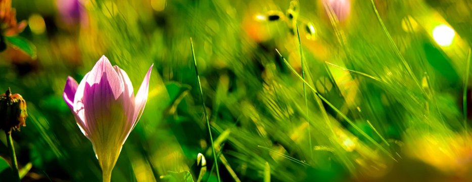 Autumn crocus, meadow suffron.