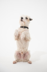 A white parsons russell terrier, isolated on a white seamless wall in a photo studio. dogs preforming tricks ion the studio. clever dog training.