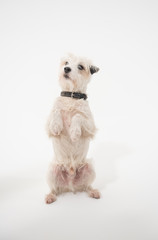 A white parsons russell terrier, isolated on a white seamless wall in a photo studio. dogs preforming tricks ion the studio. clever dog training.
