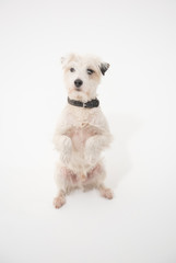 A white parsons russell terrier, isolated on a white seamless wall in a photo studio. dogs preforming tricks ion the studio. clever dog training.
